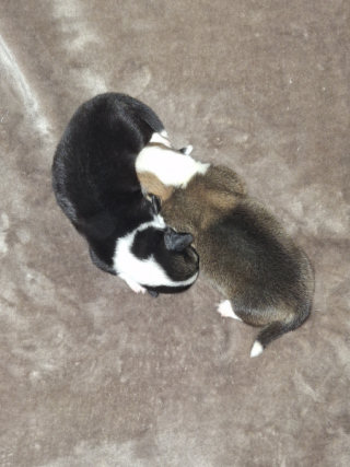 Chiots corgi - femelles nées le 07/09/2026