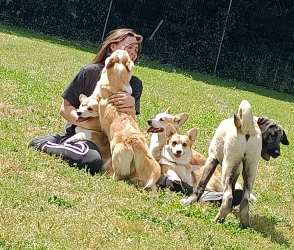 Lea et les Welsh Corgi Pembroke