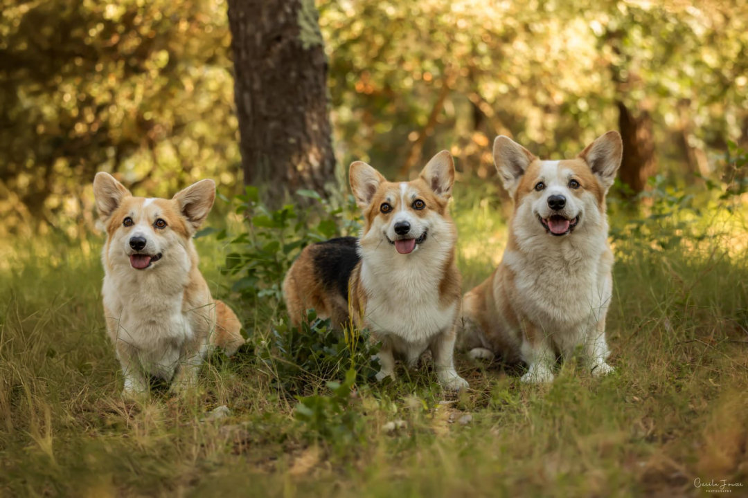 Welsh Corgi Pembroke